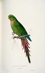 Polytelis alexandrae